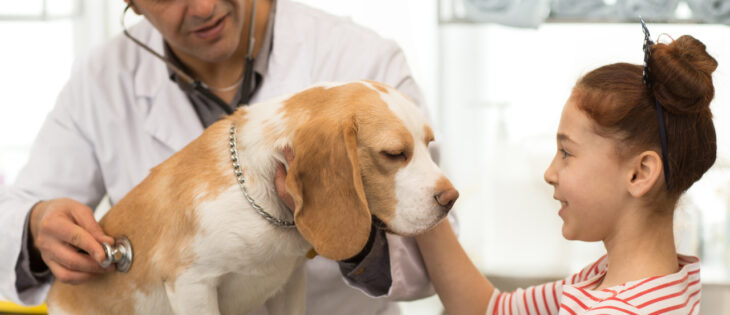 The Right Way to Introduce CBD to Your Pets